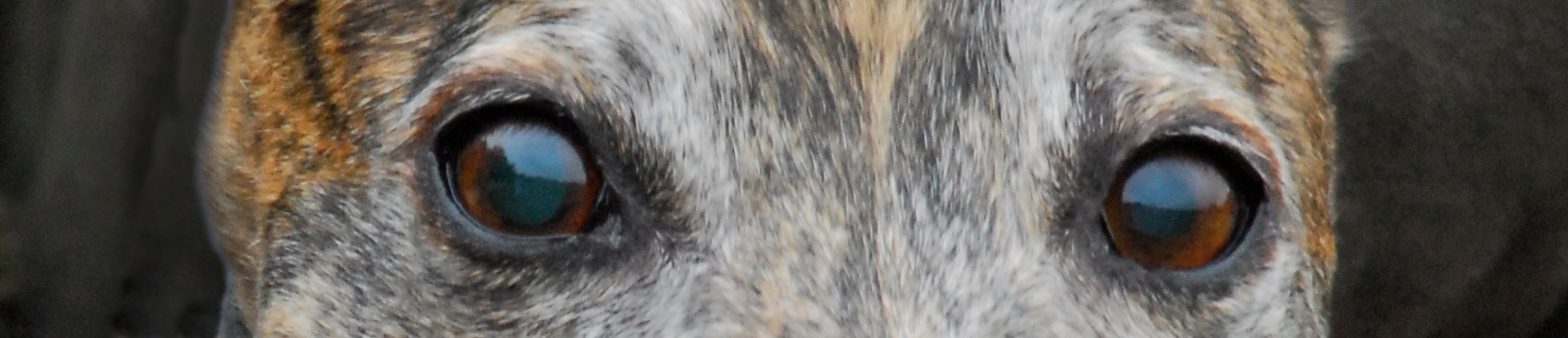 About Greyhound Crossroads Greyhound Eyes