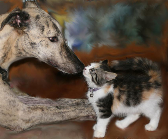 do italian greyhounds get along with cats