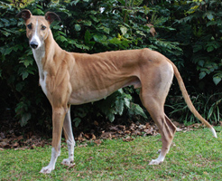 healthy greyhound