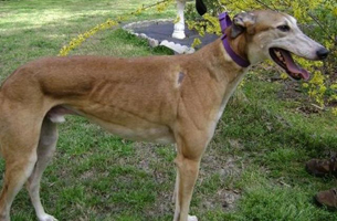 Lurcher Weight Chart