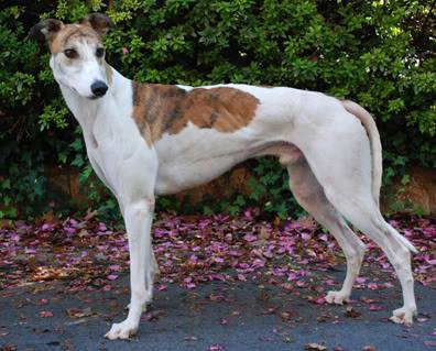 healthy greyhound