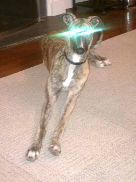 Greyhound alien eyes eye shine green