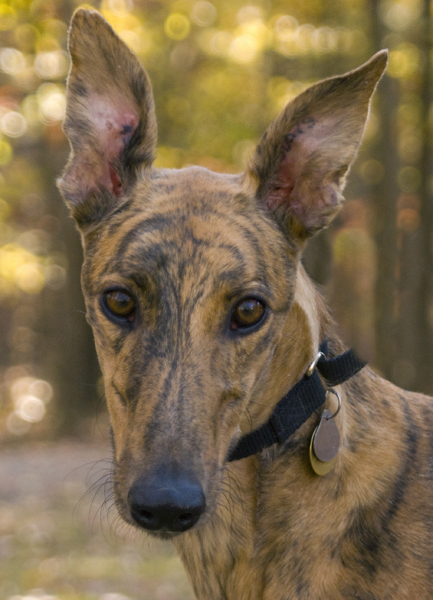 Greyhound Crossroads Dog Photography Big ears