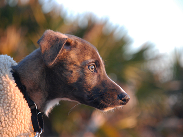 Greyhound Crossroads Puppy Photography