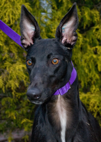 Greyhound photo big ears