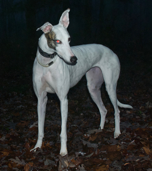 Greyhound photography with Blue eyes glow red