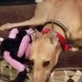 Brindle Bop Felix.jpg