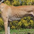 DancinSmores493c.JPG