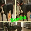 Zerida 1