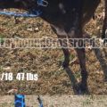 Dudley progress watermark 3.JPG