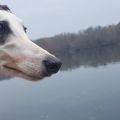 PoconoShades44n.jpg