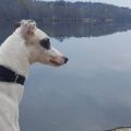 PoconoShades88.jpg