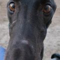 SBRaisenCaincloseup.JPG