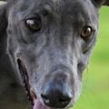 BartsGreyPawsFace.JPG