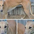 Greyhound_John_Reese-big.jpg
