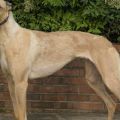 Superior Daisey969.jpg