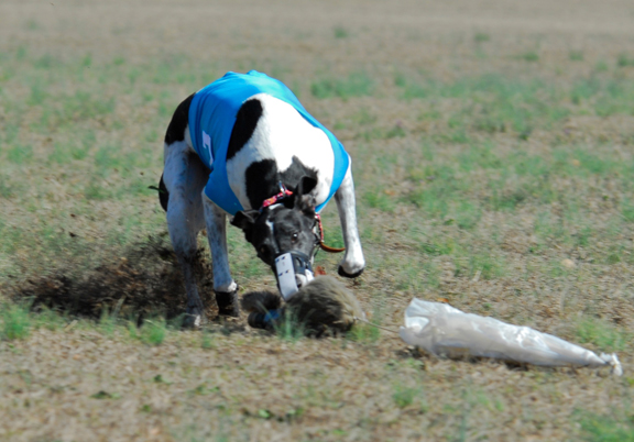 dog luring equipment