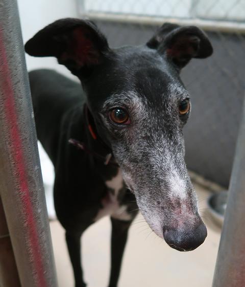 black greyhound puppy