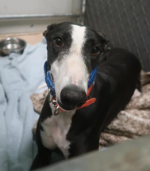 Greyhound Crossroads All Adopted Hounds