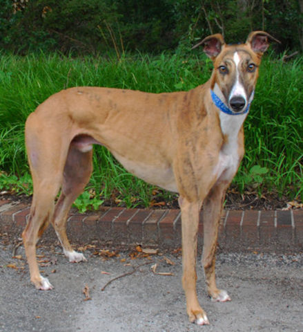 Greyhound at perfect weight, fit greyhound