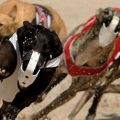 CTWMileperhourracing17.jpg