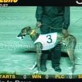 Greyhound_This_Is_Dave-_3big.jpg