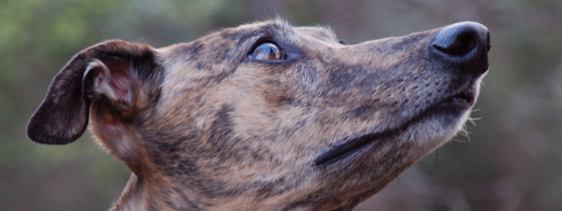 How to calm a best sale nervous greyhound