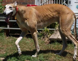 Obese Male Greyhound at 95lbs