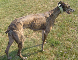 Thin 58lb female greyhound, racing weight was 60lbs