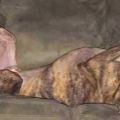 Jacksleeps.jpg