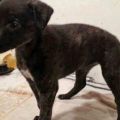 Executiepuppy22_n.JPG