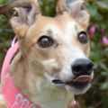 Coco My Way Tongue.JPG