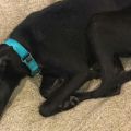 gracie2.JPG