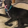 gracie3.JPG