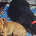 Blessingandsmalldog.jpg