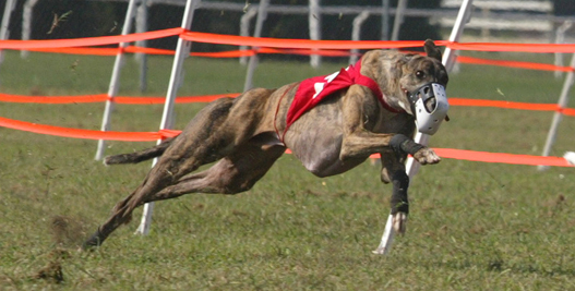 Lure machine (lurchers-greyhounds-whippets)  Dog lure coursing, Lure  coursing, Dog exercise