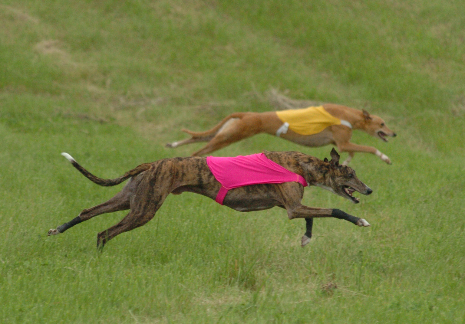 Greyhound Crossroads - Lure Coursing