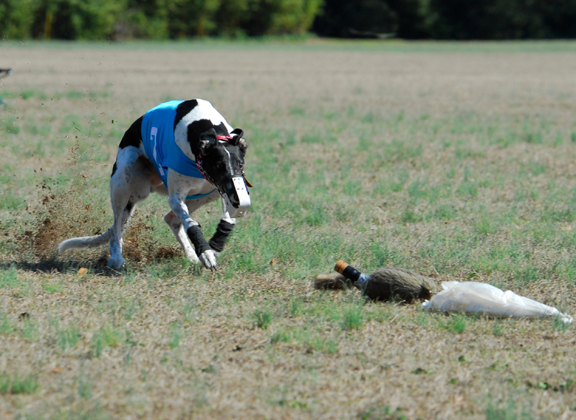 Greyhound Crossroads - Lure Coursing