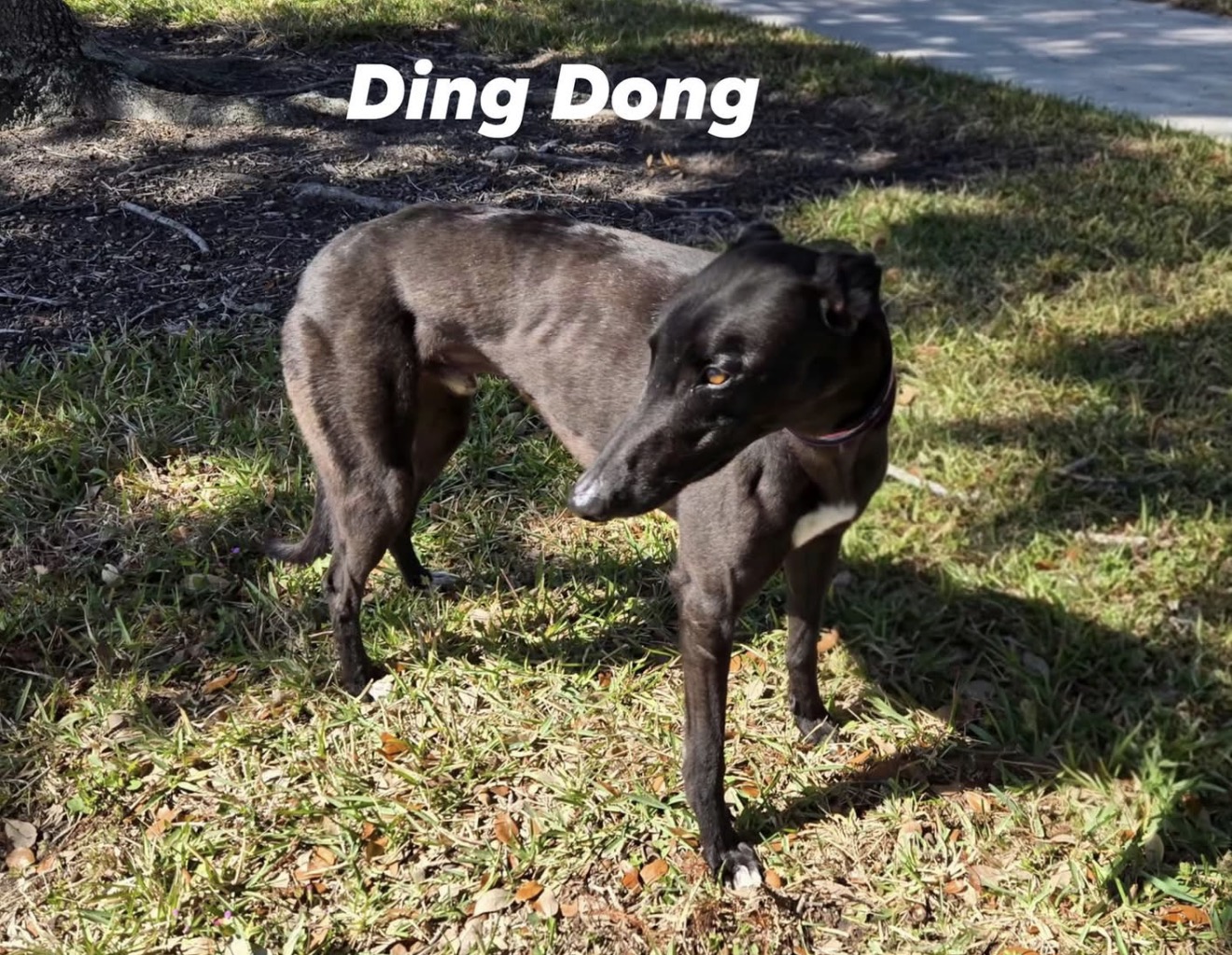 Savana Ding Dong